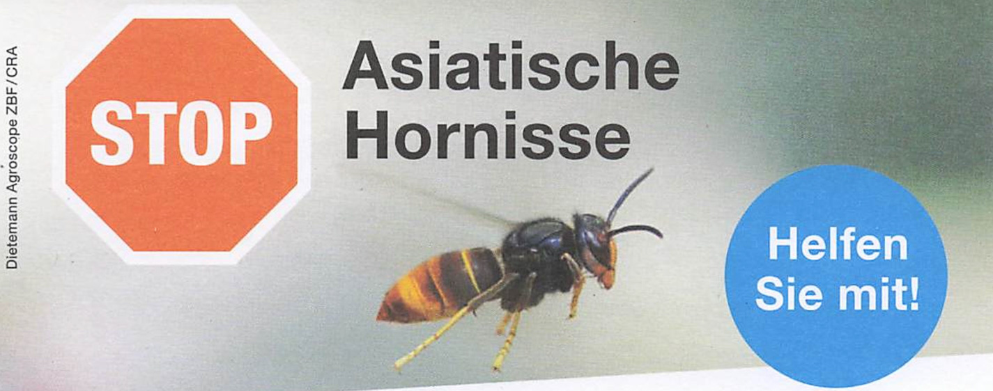 Hornissen